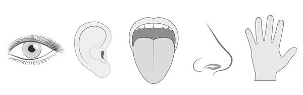 Five Senses Sight Hearing Taste Odore Touch — Vettoriale Stock