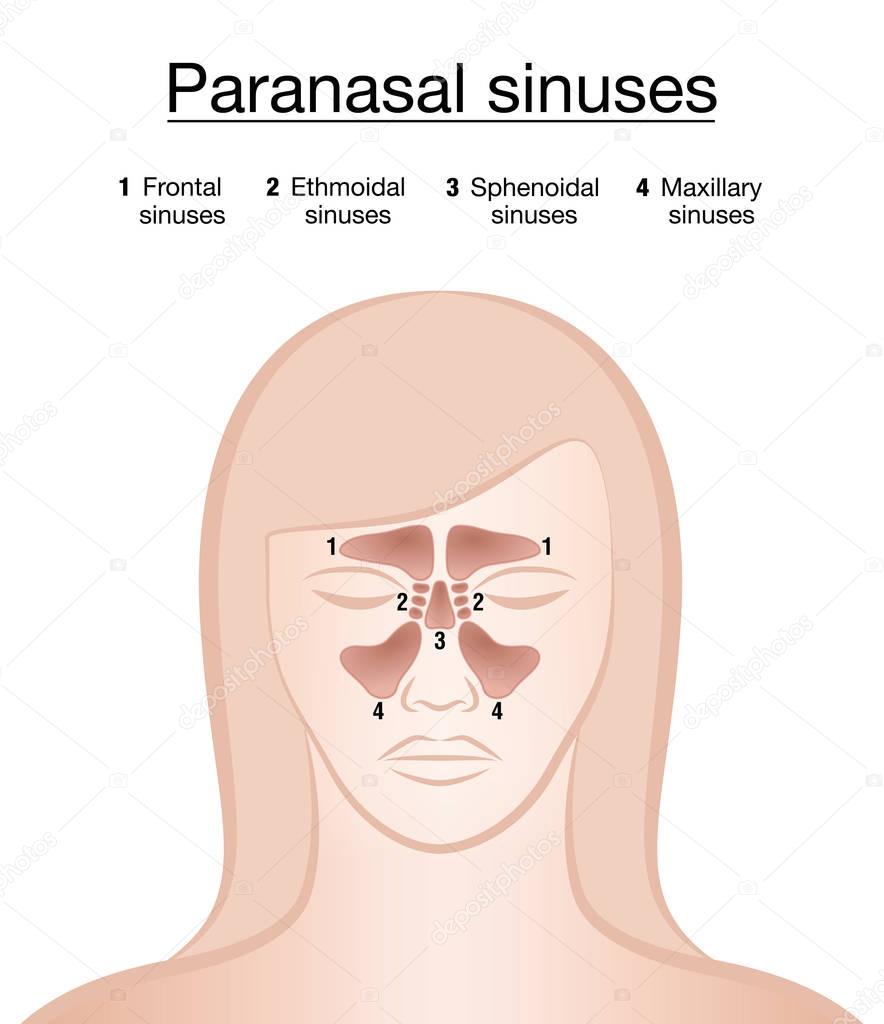 Paranasal Sinuses Female Face