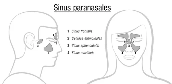 Sinüsler Latince adları erkek kadın yüzü — Stok Vektör