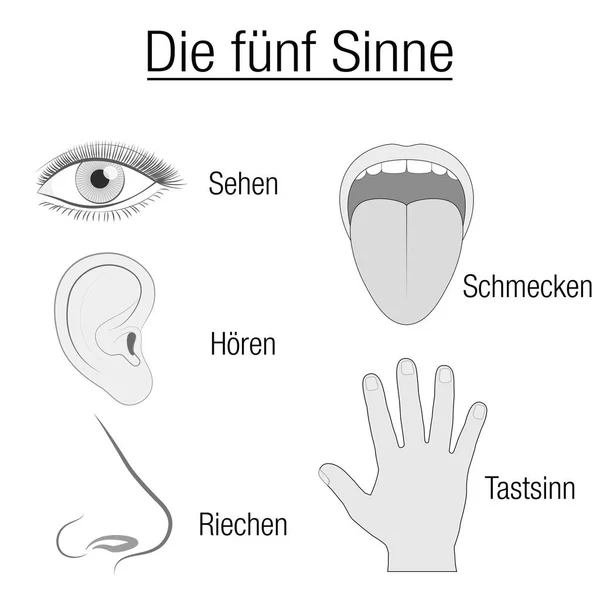 Fünf Sinnesorgane deutsches Diagramm — Stockvektor