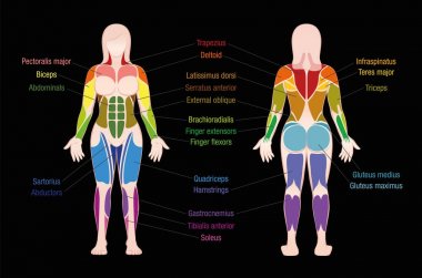 Muscle Chart Female Body Colored Muscles Black clipart