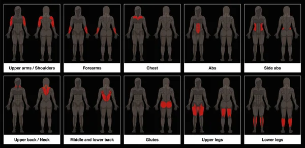 Gráfico muscular Partes del cuerpo femenino Fondo negro — Vector de stock