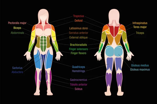 Grafico muscolare Corpo femminile colorato Muscoli neri — Vettoriale Stock