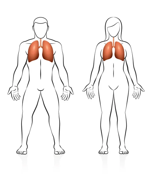 Tüdő férfi női test összehasonlítása — Stock Vector
