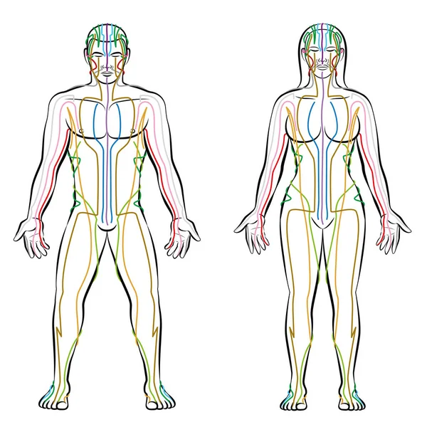 자오선 시스템 남성 여성 바디 Meridians 색 — 스톡 벡터