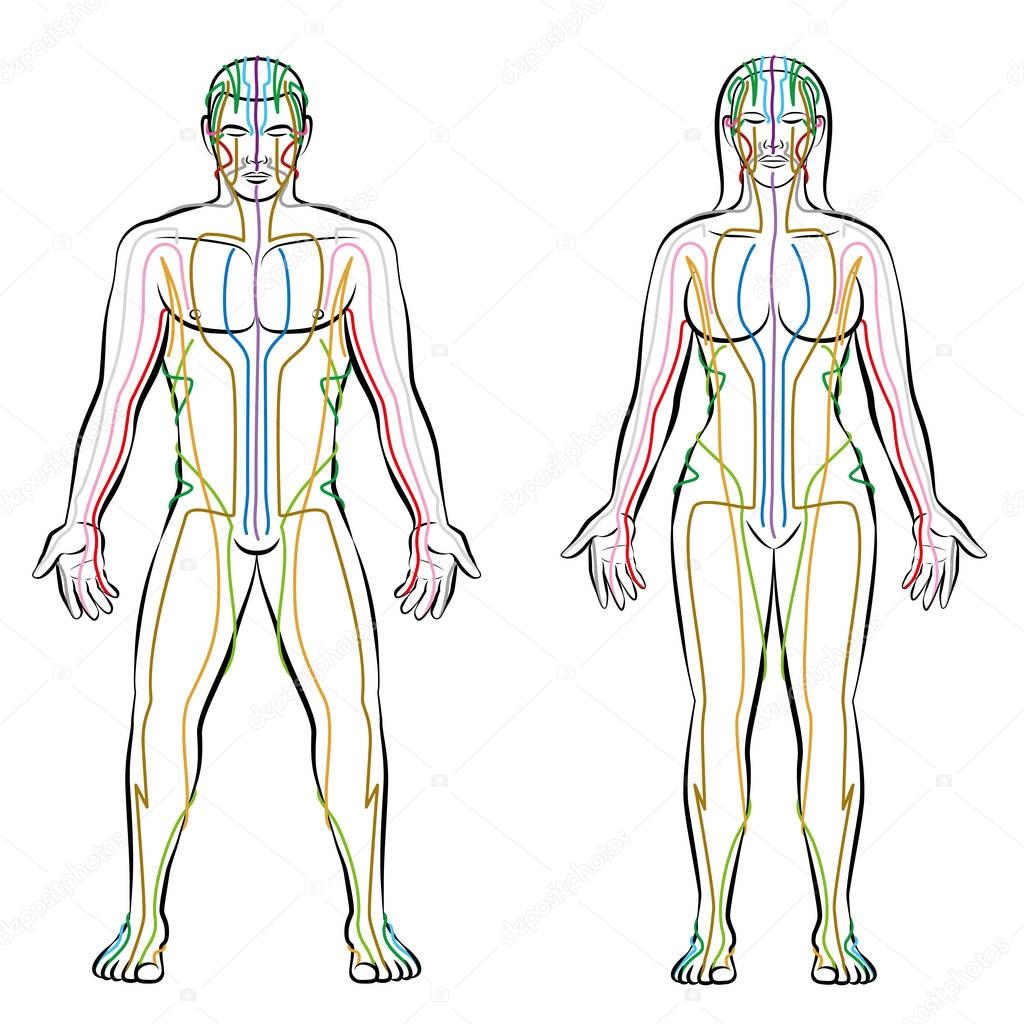 Meridian System Male Female Body Colored Meridians