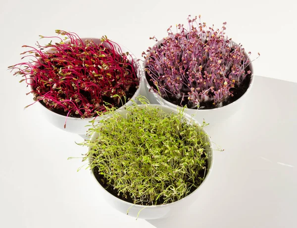 Beetroot, red cabbage, carrot microgreens in bowls from above — Stock Photo, Image