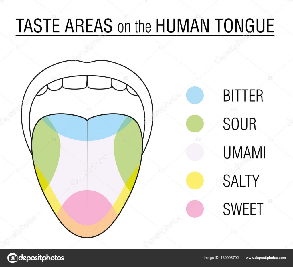 Anatomy Of A Taste Bud - Anatomy Drawing Diagram