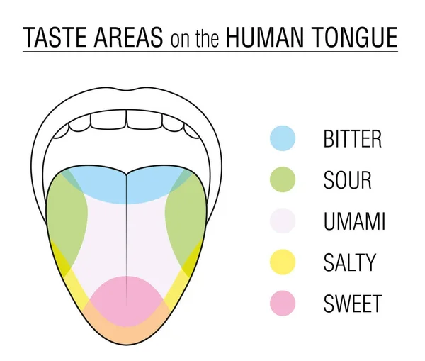 Taste Buds Colored Tongue Chart — Stock Vector