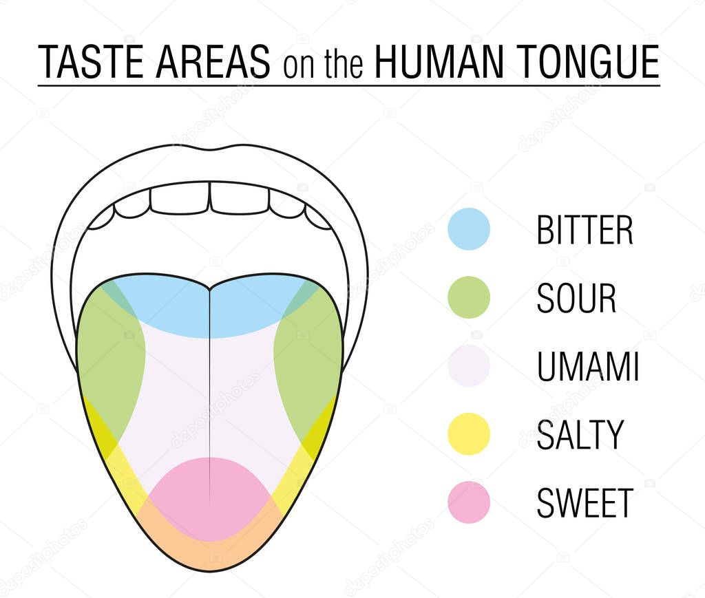 Taste Buds Colored Tongue Chart — Stock Vector © Furian #180096792