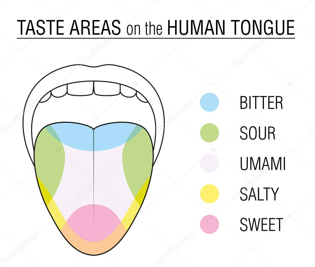 Taste Buds Gráfico de Lengua Coloreada 2024