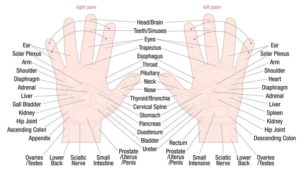 Zone de réflexologie des mains Noms des zones de massage — Image vectorielle