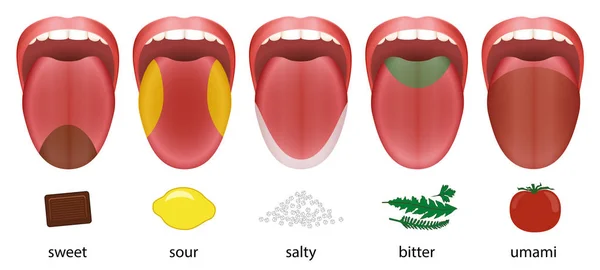 Tongue Taste Areas Sweet Sour Salty Bitter Umami — Stock Vector