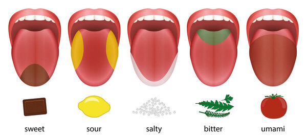 Tongue Taste Areas Sweet Sour Salty Bitter Umami