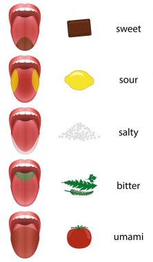Tongue Map Taste Zones Tongue clipart