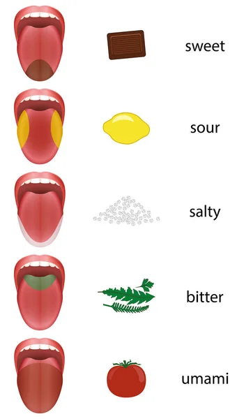 Taste Areas Tongue Sweet Sour Salty Bitter Stock Vector Image By