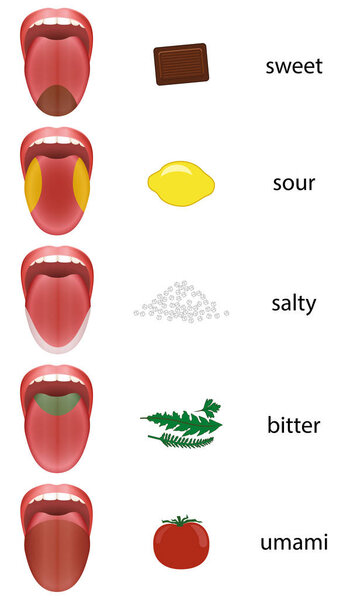 Tongue Map Taste Zones Tongue