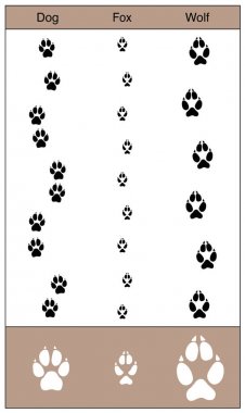 Köpek Fox kurt karşılaştırma izler