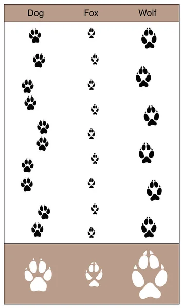 Dog Fox Wolf Tracks Comparison — Stock Vector