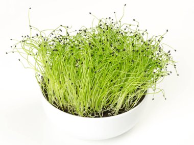 Pırasa microgreen beyaz porselen kase