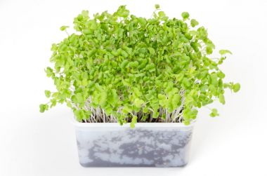 Mizuna microgreen beyaz plastik kap içinde