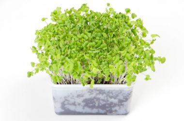Mizuna microgreen in white plastic container clipart
