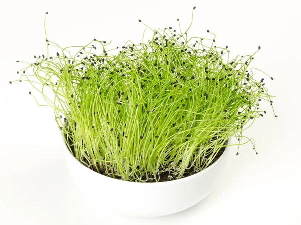 Цибулевий мікрозелений в білій порцеляновій мисці — стокове фото