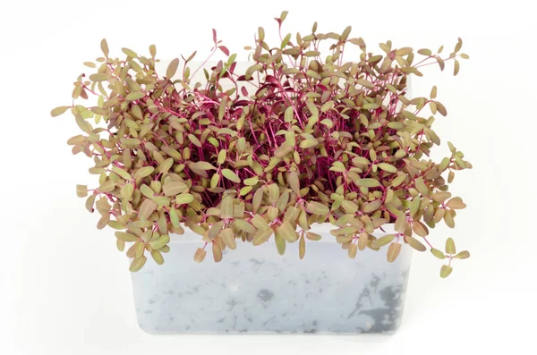 Rosso giardino orache microverde in contenitore di plastica bianca — Foto Stock