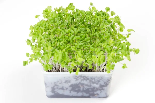 Mizuna microgreen en recipiente de plástico blanco — Foto de Stock