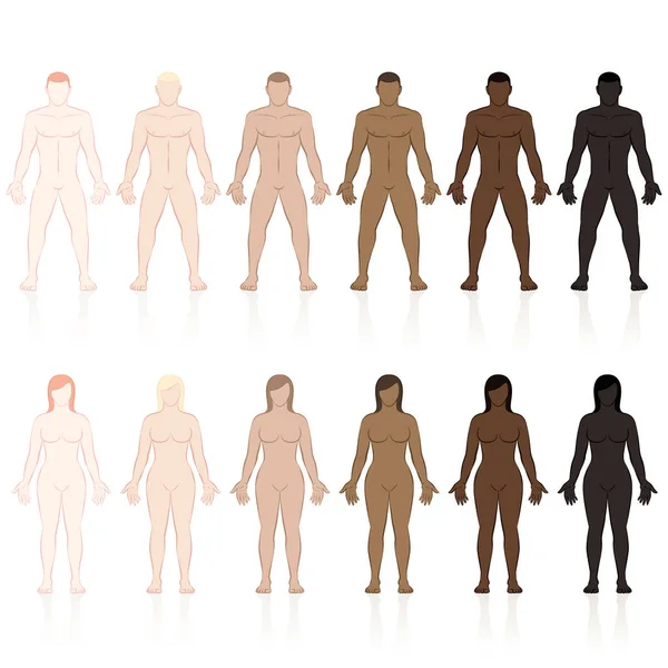 Skin Types Male Female Bodies Fair Brown Black — Stock Vector