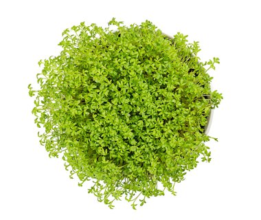 Garden cress beyaz üzerinde yukarıdan beyaz kase
