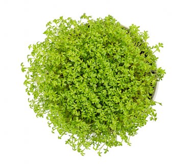 Garden cress in white bowl from above over white clipart