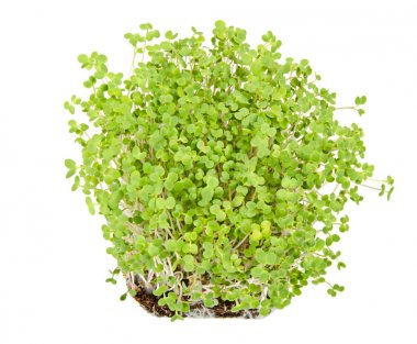 Kompost Çömlekçilik içinde beyaz hardal fidan. Brüksel lahanası, sebze, microgreen. Sürgünler ve cotyledons Sinapis Alba, ayrıca sarı hardal, yenilebilir bir ot. Beyaz arka plan üzerinde yukarıdan makro gıda fotoğraf.