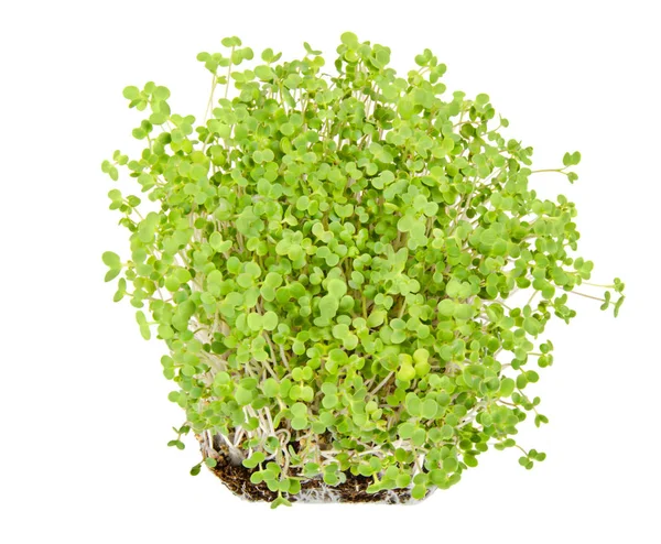 White Mustard Seedlings Potting Compost Sprouts Vegetable Microgreen Shoots Cotyledons — Stock Photo, Image