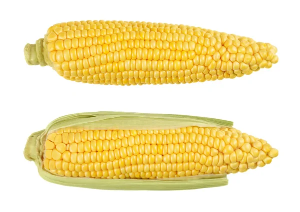 Dos mazorcas descascaradas de maíz dulce, aisladas, sobre blanco — Foto de Stock