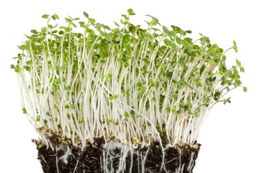 Kompost Önden Görünüm Çömlekçilik içinde beyaz hardal fidan