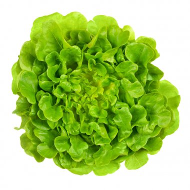 Salanova meşe yaprak yeşil marul yukarıdan. Bir hazır, gevşek yaprak marul, doğrusal, loblu ve gevşek tırtıklı kesti. Lactuca sativa çeşitli. İzole gıda fotoğraf beyaz arka plan üzerinde kapat.