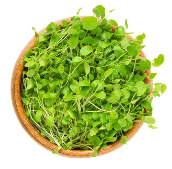 Blodklöver Microgreen Träskål Unga Plantor Plantor Groddar Skott Och Hjärtbladen — Stockfoto