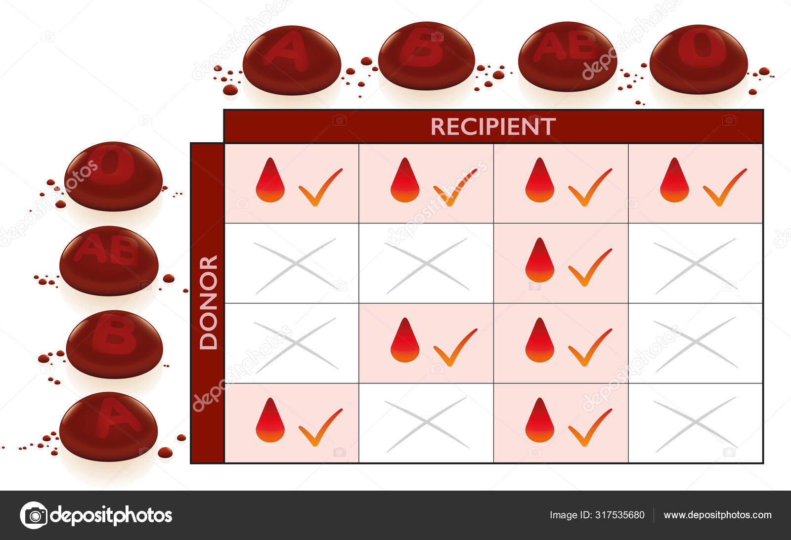 Blood Groups Transfusion Compatibility Chart With Column And Row For Donor And Recipient
