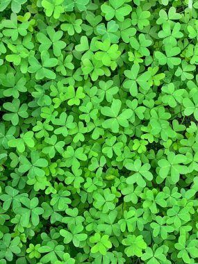Yeşil yonca yüzeyi, Bermuda düğün çiçeği, Oxalis pes-caprae