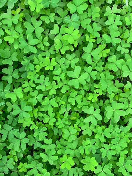 Green clover surface, Bermuda buttercup, Oxalis pes-caprae — Stock Photo, Image