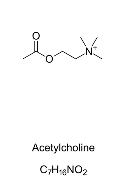 Acetylcholin-Molekül, Skelettformel — Stockvektor