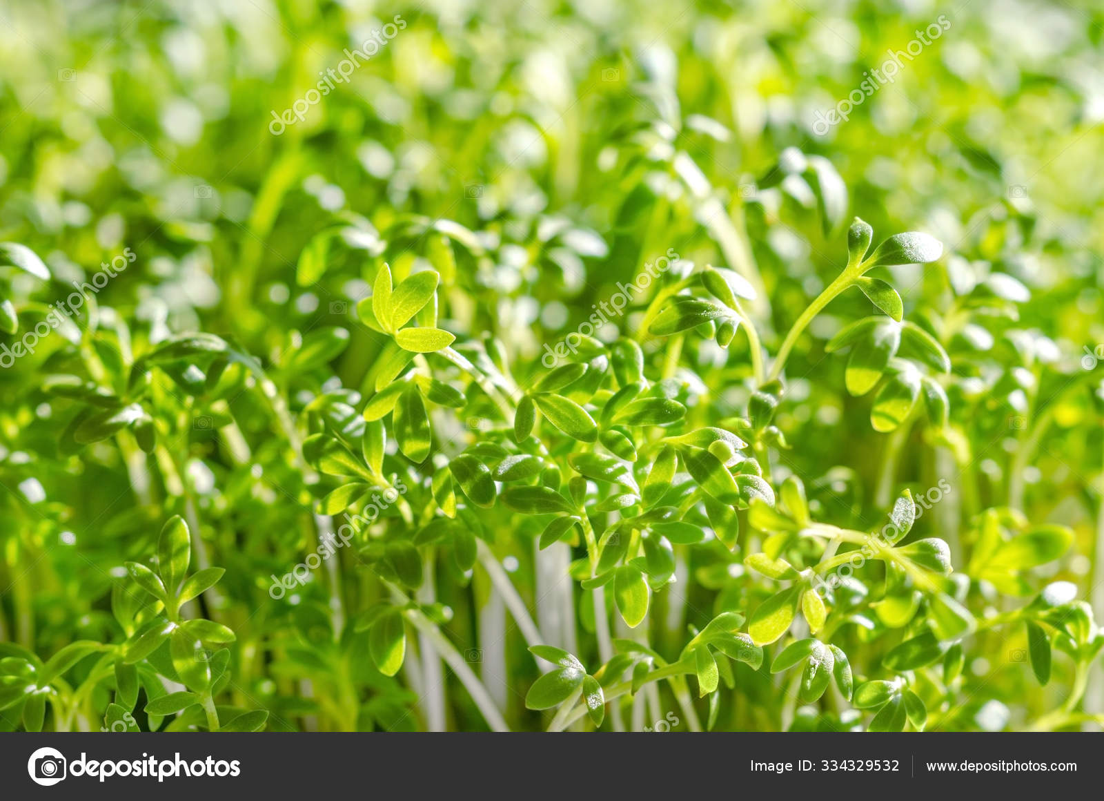 Curled Peppergrass garden cress