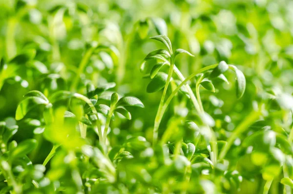 Garden cress sprouts, macro food photo — Stock Photo, Image