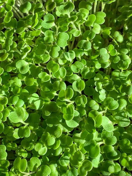 Brotos de Arugula de cima, foguete, macro foto de comida — Fotografia de Stock