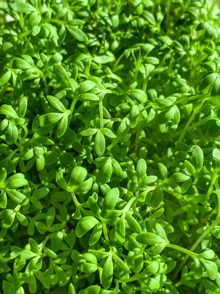 Brotos de agrião de jardim de cima, foto de macro comida — Fotografia de Stock