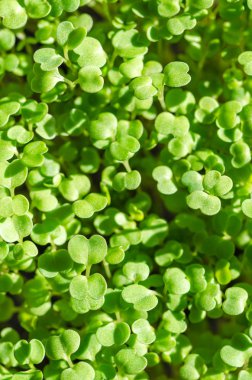 Arugula gün ışığında filizlenir, roket, makro yiyecek fotoğrafı