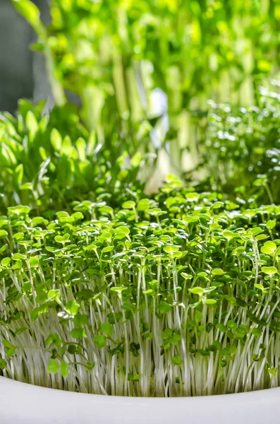 Microgreens en la luz del sol, macro comida foto — Foto de Stock