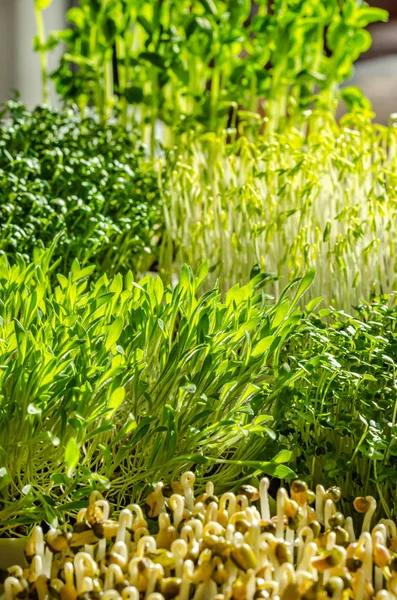 Mix of sprouting microgreens in the sunlight — 스톡 사진