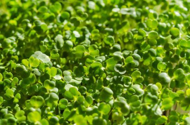 Arugula gün ışığında filizleniyor, makro yemek fotoğrafı.